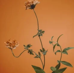 Adolfo Dominguez Agua Fresca Verbena