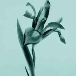 Tiffany & Co Tiffany